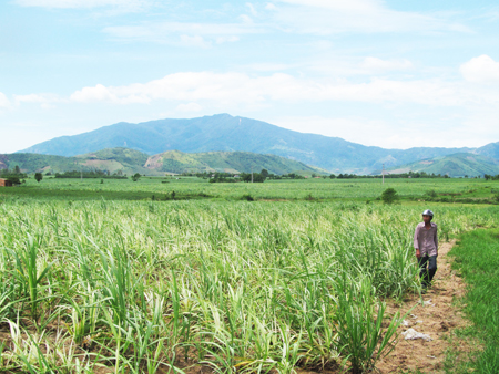 Khánh Vĩnh: Khó khăn xây dựng cánh đồng lớn