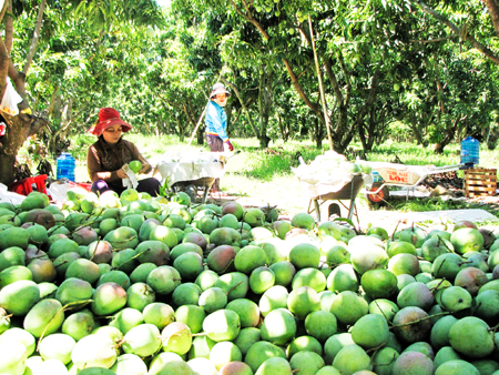 Thu hoạch xoài Úc tại Trung tâm Nông nghiệp Công nghệ cao. Ảnh V.HOA