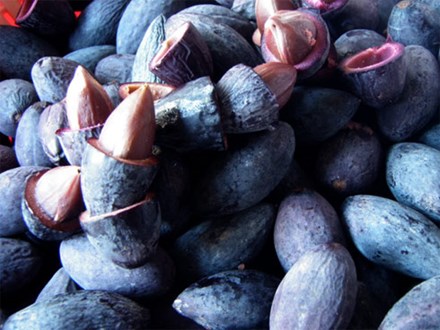 Quả trám trị viêm họng, sốt cao