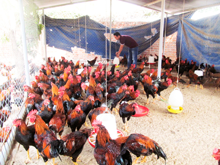 Hướng đi mới trong sản xuất kinh doanh