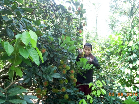 Xã Sơn Bình: Chôm chôm được giá, mất mùa