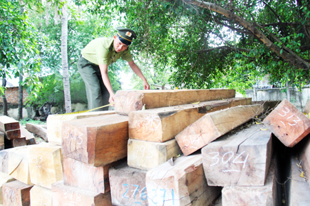 Lâm sản vận chuyển ở khu vực Ea Krông Rou bị tạm giữ tại Hạt Kiểm lâm Ninh Hòa