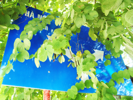 Che khuất tầm nhìn