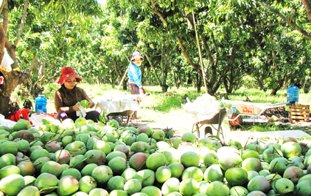 Thu hoạch xoài Úc tại huyện Cam Lâm