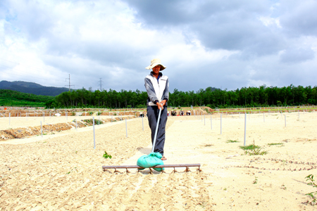 Kỳ 2: Dự án cánh đồng lớn gặp khó