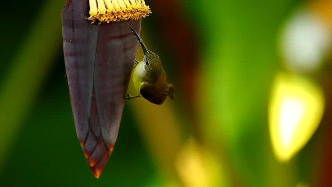 10 lợi ích ít người biết của bắp chuối