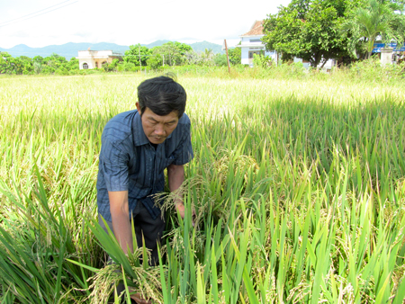 Ruộng thực hiện đề tài tại xã Cam Hòa cho thấy hiệu quả diệt rầy rất tốt