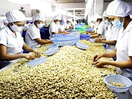 Giá nhân điều tăng mạnh