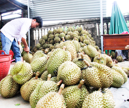 Khánh Sơn: Tìm đầu ra cho nông sản