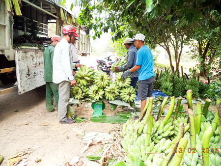 Thương lái thu mua chuối Khánh Sơn