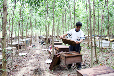 Theo đàn ong tìm mật