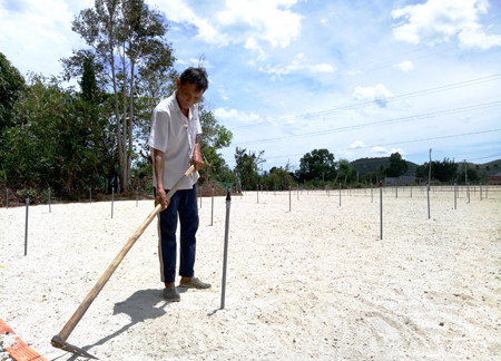 Đất trồng tỏi ở Vạn Hưng: Cần được quy hoạch cụ thể