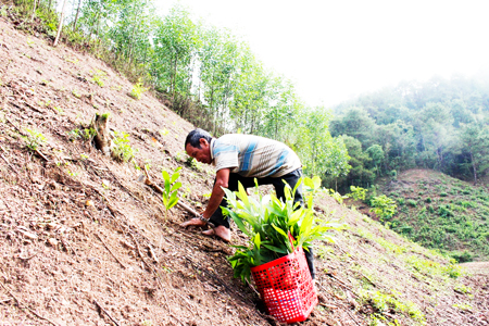 Vào mùa trồng keo