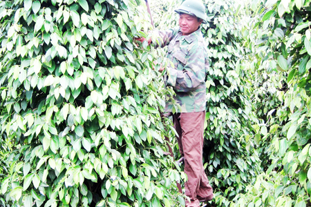 Giá hồ tiêu giảm 3 tháng liên tiếp