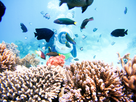 Phục hồi thành công các loài san hô ở mũi Bàng Thang