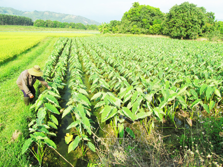 Chuyển đổi đất lúa sang trồng khoai sáp tại huyện Cam Lâm