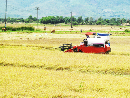 Thu hoạch lúa hè thu tại huyện Diên Khánh
