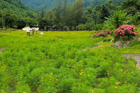 Ngắm hoa cánh bướm ở Yang Bay