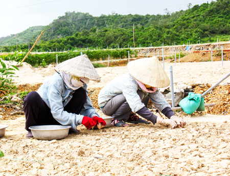 Quỹ hỗ trợ nông dân: Cần phát triển về quy mô