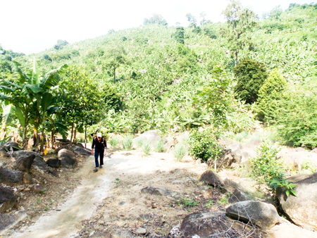 Xã Vạn Phước: Làm giàu từ mô hình kinh tế vườn đồi