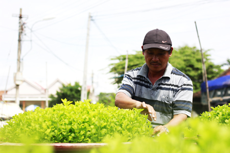 Chăm sóc cúc tại phường Ninh Giang