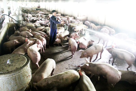 Đẩy mạnh chăn nuôi an toàn