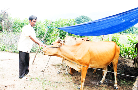 Nuôi bò góp phần giúp cuộc sống gia đình ông Mang Nhì ổn định hơn