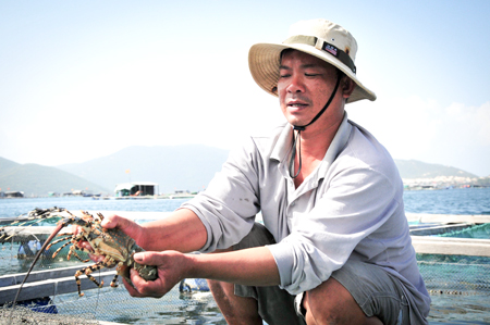 Vạn Ninh: Sẽ quy hoạch lại vùng nuôi tôm hùm