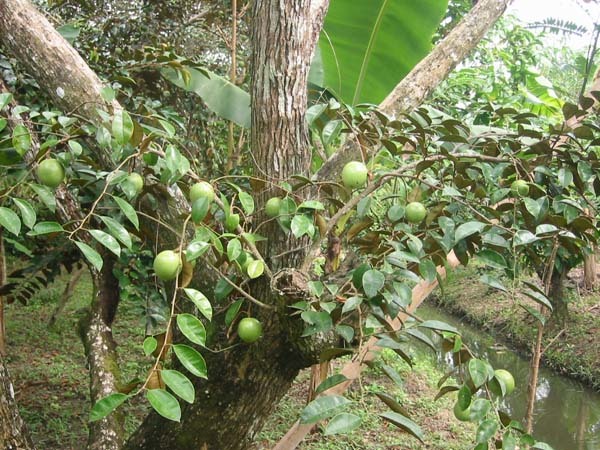 Lá của vú sữa được dùng ở một số nơi hãm nước uống như lá chè có tác dụng chống các bệnh đái đường và thấp khớp. Vỏ cây vú sữa có chứa chất bổ và nước sắc vỏ cây được dùng để chống ho