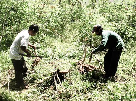 Mì ở Khánh Vĩnh năm nay củ nhỏ, năng suất thấp