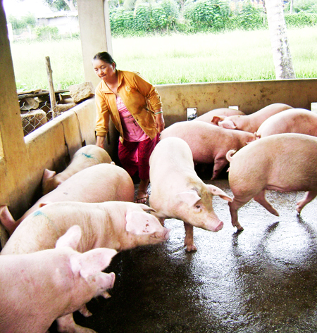 Khánh Vĩnh: Hướng đến phát triển chăn nuôi tập trung