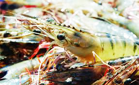 Dấu hiệu nhận biết sớm bệnh trên tôm