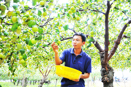 Anh Nguyễn Văn Diên thu hoạch táo