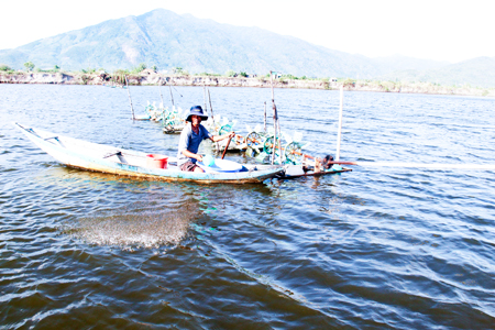 Ông Nguyễn Thanh Long chăm sóc đìa tôm mới thả nuôi