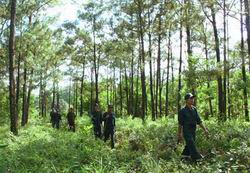 Lực lượng bảo vệ rừng chuyên trách do chủ rừng thành lập