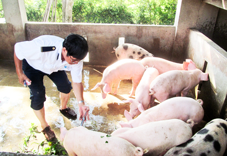 Cán bộ thú y tiêm vắc xin phòng bệnh tai xanh cho đàn lợn Nha Trang. Ảnh: Quang Viên
