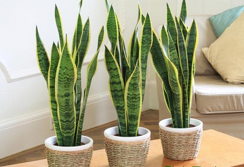 5 loại cây cảnh có thể sống tốt trong căn hộ thiếu ánh sáng