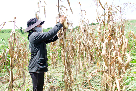 Bà Hoàng Thị Dung thu hoạch bắp trên diện tích đất mà gia đình  đang canh tác ở khu vực núi Cu
