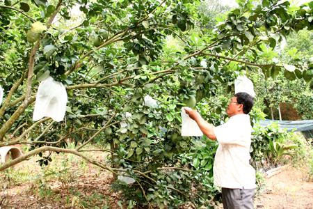 Tập trung thực hiện tiêu chí thu nhập, hộ nghèo