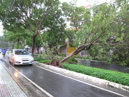 Nhiều cây xanh bật gốc sau mưa lớn