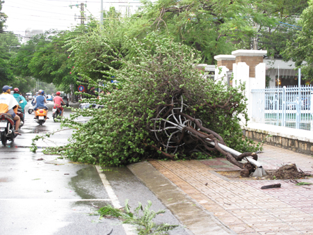 Dàn bông giấy bật gốc trên đường Trần Hưng Đạo.