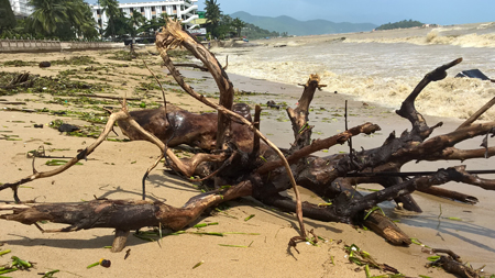 Một thân gỗ lớn bị sóng lớn đánh dạt lên bãi cát.