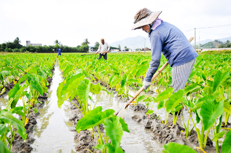 Ồ ạt trồng khoai sáp