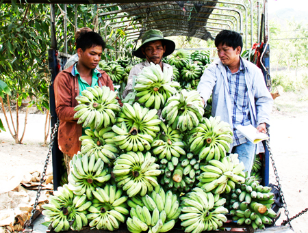 Thương lái thu gom chuối tại huyện Khánh Sơn