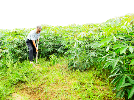 Đất bạc màu chỉ trồng được cây mía, mì cho năng suất thấp