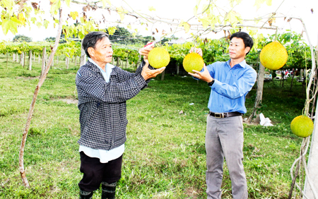 Xã Cam An Bắc: Triển vọng từ các mô hình kinh tế