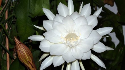 Tác dụng chữa bệnh cực bất ngờ của hoa quỳnh