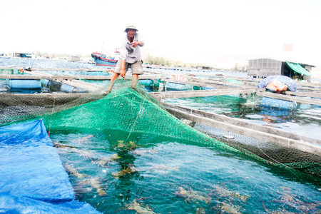 Tôm hùm là đối tượng nuôi biển cho giá trị kinh tế cao tại huyện Vạn Ninh