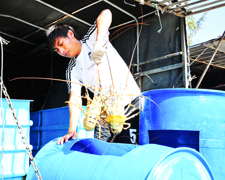 Xã Vạn Thạnh: Giá tôm hùm loại 1 đạt 1,8 triệu đồng/kg