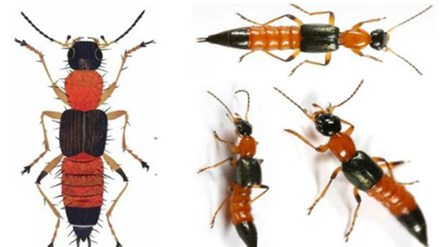 Độc tính của kiến ba khoang mạnh gấp 15 lần nọc rắn hổ